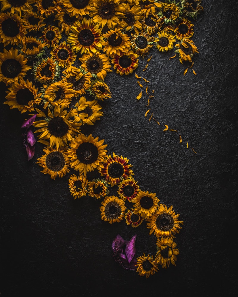 Peninsula of withered sunflowers