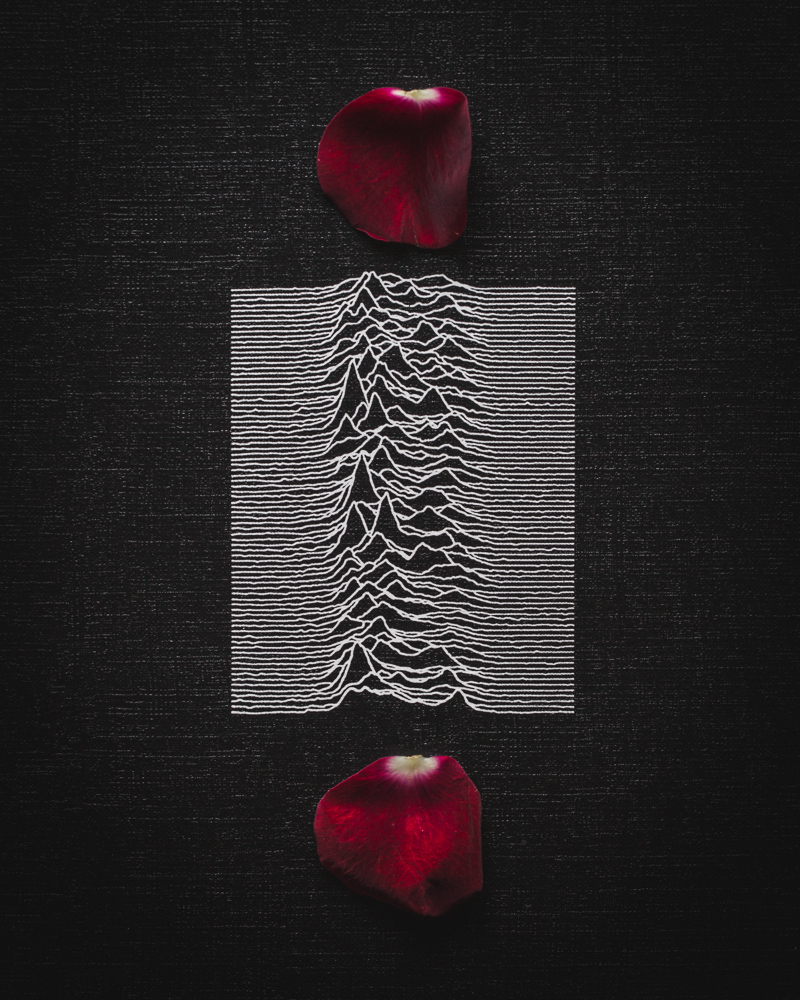 Joy Division Unknown Pleasures album art with red rose petals